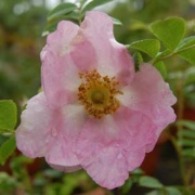 Rose roxburghii Foto Vierländer Rosenhof