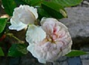 Rose Royal Cluster Foto Groenloof