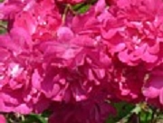Rose Rubin Foto Groenloof