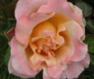 Rose Ruffle`s Dream Foto Brandt