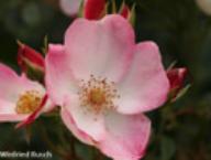 Rose Rush Foto Rusch