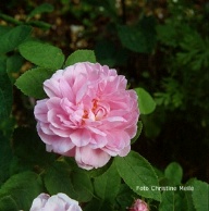 Moosrose Salet Foto Christine Meile