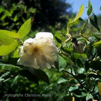 Rose Schneelicht Foto Christine Meile