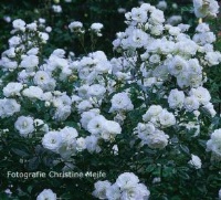 Rose Schneewittchen Foto Christine Meile