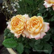 Rose Sir Lancelot Foto Meile