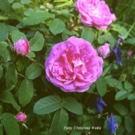 Sophie de Marsilly Moosrose Foto Christine Meile