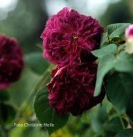 Rose Souvenir d`Alphonse Lavalle Foto Meile