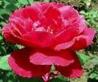 Rose Souvenir of Wootton Foto Hilscher