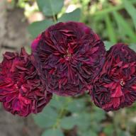 Rose Sphinx Foto Myroses
