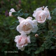 Rose Staffa Foto Meile
