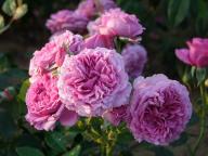 Rose Scented Air Foto Myroses