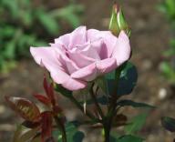 Rose Scentsational Foto Myroses