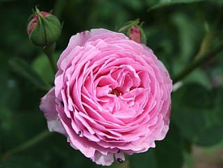 Rose Schloss Eisenbach Foto Groenloof