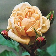 Scholles gelbe Moosrose Foto Vierländer Rosenhof