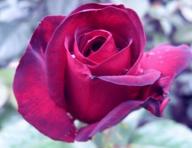 Rose Schwarze Madonna Foto  Brandt