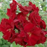 Rose Schwarzer Samt Foto Vierländer Rosenhofl
