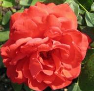 Rose Schwarzwaldmädel Foto Brandt