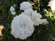 Rose Sea Foam Foto Brandt