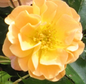 Rose Sedana Foto Brandt