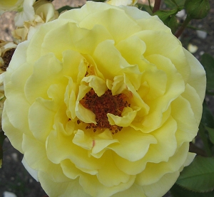 Rose Shining Light Foto Brandt