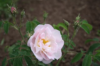 Rose Sini Foto Groenloof