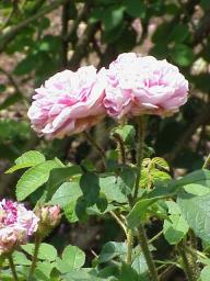 Moosrose Soeur Marthe Foto Wikipedia