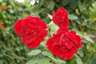 Rose Solo Foto Wikipedia