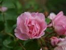 Rose Sommermelodie Foto Rusch