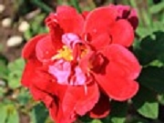 Rose Sonja Maria Foto Groenloof