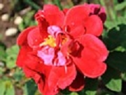 Rose Sonja Maria  Foto Groenloof