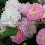 Rose Souvenir de Greuville Foto Rosenhof Schultheis
