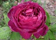 Rose Souvenir de Laffay Foto Groenloof