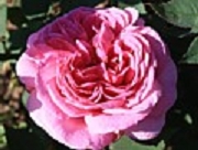 Rose Souvenir de Lieutenant Bujon Foto Groenloof
