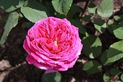 Rose Souvenir de Louis Gaudin Foto Groenloof