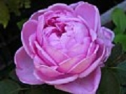 Rose Souvenir de Mme Robert Foto Groenloof