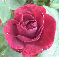 Rose Souvenir du Docteur Jamain Foto Brandt