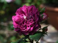 Rose Sparkling Burgundy Foto Myroses