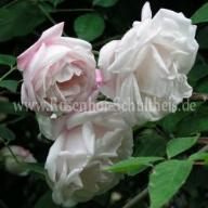 Rose Splendens Rosa arvensis Foto Schultheis