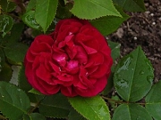 Rose Star of Waltham Foto Groenloof