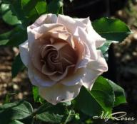 Rose Stephen Rulo Foto Myroses