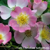 Rose Sternenflor Foto Rosenhof Schultheis