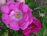 Rose Stine Foto Groenloof
