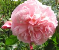 Rose Strawberry Hill Foto Brandt