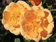 Rose Suncharm Foto Groenloof