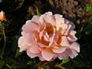 Rose Sussex Foto Groenloof