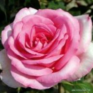 Rose Sweet Parole Foto Kordes