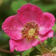 Rose sweginzowii Marcocarpa Foto Schultheis