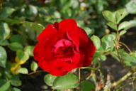 Rose Taranga Foto Wikipedia 