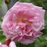 Rose Tea Rambler Foto Schultheis