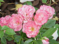 Rose Teeny Weeny Foto Wikipedia